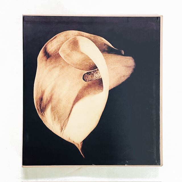 ロバート・メイプルソープ写真集「Robert Mapplethorpe: Pistils」