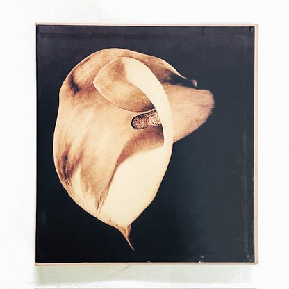 ロバート・メイプルソープ写真集「Robert Mapplethorpe: Pistils」
