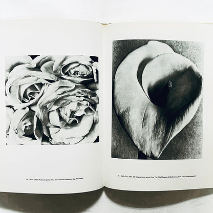 Tina Modotti: Photographs / ティナ・モドッティ写真集 / Sarah M. Lowe