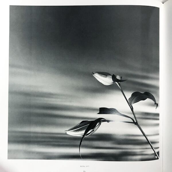 ロバート・メイプルソープ写真集「Robert Mapplethorpe: Pistils」